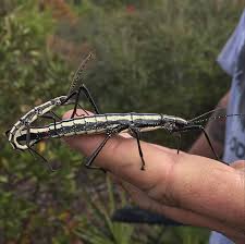 Check this couple out! Ocala National Forest Florida. Any idea what they  are? : rinsects