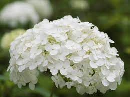 Pruning should be done in summer as soon as the. Hydrangeas For Cold Climates Growing Hydrangeas In Zone 4 Gardens