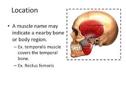 Muscles are all made of the same material, a type of elastic tissue (sort of like the material in a rubber band). The Muscular System Part 2 Ppt Download