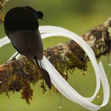 Black Bird With Long Tail Photo By Timlaman Ribbon Tailed Astrapia Male With His Namesake Tail The Longest Of Any Bird For Hi With Images Birds Of Paradise Most Beautiful Birds Beautiful Birds