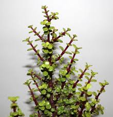 Image result for Aframomum spiroligulatum