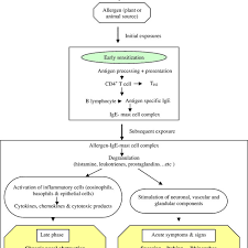 Schematic Representation Of The Pathophysiology Of Allergic