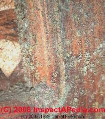 In humid conditions, mold and mildew can thrive on leather, wood and upholstered furniture. Green Mold Growth On Building Surfaces What Does Green Mold Contamination Look Like On Indoor Surfaces