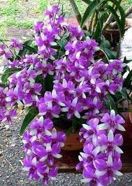 Sign In Unusual Flowers Beautiful Orchids Orchid Flower