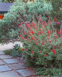 Image result for Salvia stenophylla