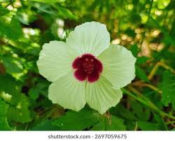 Image result for Hibiscus vitifolius