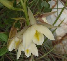 Image result for Eulophia ovalis