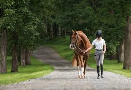 De milde symptomen kunnen lijken. West Nijl Virus Bij Paarden Vaccineer Je Paard Jaarlijks