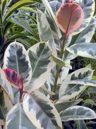 Click on image to view plant details. Easy Indoor Tropicals Hgtv