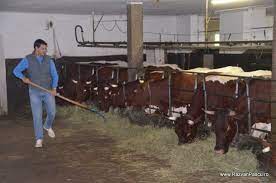 11/16/2015 · pe langă aceste investiţie, aţi mai avea nevoie de un buget pentru construirea unui grajd, care ar costa in jur de 10.000 de euro. Vacanta La Ferma In Salzburgenland Austria Razvan Pascu