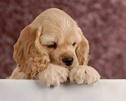 Houston Cocker Spaniel Rescue Cocker Spaniel Puppies American Cocker Spaniel Cute Puppies