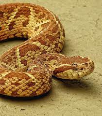 Bothrops Jararacussu Deadly Animals Cute Snake Reptile Snakes