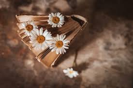 Fiori tipo margherite colorate : Vecchi Libri Con I Fiori Delle Margherite Di Campo Bianche Foto Gratis