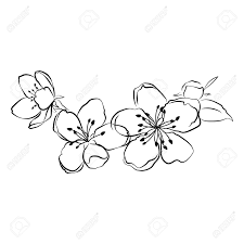 Blooming Cherry Sakura Branch With Flower Buds Black And White Cherry Blossom Art Flower Drawing Blossoms Art