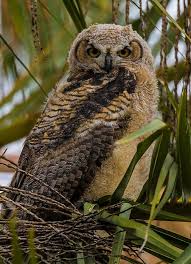Strangely enough, many websites describe how extremely unpleasant it is to maintain an owl as a pet because you have hunting: Great Horned Owl Desertusa