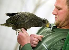 Halle: Halle: Nelson kehrt zu seinen Eltern zurück