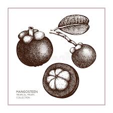 We did not find results for: Mangosteen Fruit Tree Stock Illustrations 160 Mangosteen Fruit Tree Stock Illustrations Vectors Clipart Dreamstime