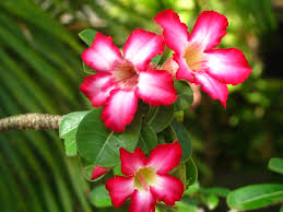 Maybe you would like to learn more about one of these? Photo Gallery Caribbean Flowers To Brighten Your Day The Travelpreneur