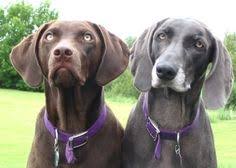 The labmaraner is not a purebred dog. 57 Labrador Weimaraner X Ideas Labrador Weimaraner Dogs