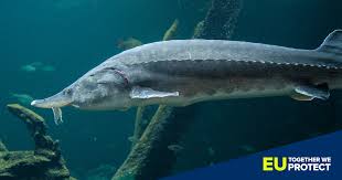 Lake sturgeon (acipenser fulvescens) is a temperate fish occurring in freshwater systems of north america from the hudson bay through the mississippi river drainages. Eu Protects Our Environment Sturgeon Conservation