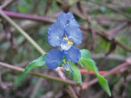 Image result for Commelina latifolia