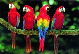 Busana warna merah jadi solusi buat kamu yang ingin tampil mencuri perhatian. Terbaru 38 Warna Merah Tua Tts