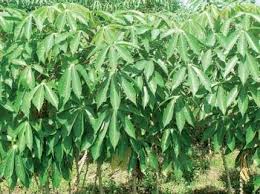 Jun 09, 2021 · nanti kita juga akan tanam secara tumpang sari dengan ubi jalar dan juga hortikultura, ujarnya. 4 Cara Gampang Menanam Ubi Kayu Singkong Berbuah Banyak Dan Besar