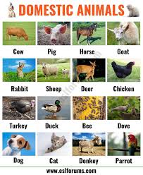 Farm Animals List Of 15 Popular Farm Domestic Animals In English Esl Forums Animals Name In English List Of Animals Farm Animals For Kids