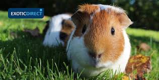 This may be supplemented or sourced naturally from vegetables. What Can Guinea Pigs Eat Exoticdirect