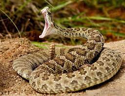 الافعى ذات الجرس المجلجلة Poisonous Snakes Rattlesnake Bites Snake