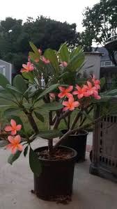 Plumeria In 2020 Plumeria Tree Plumeria Flowers Hibiscus Plant