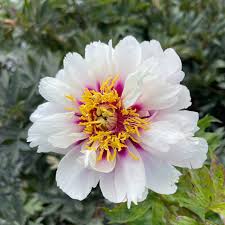 CORA LOUISE' Itoh Peony (Paeonia x intersectional 'cora louise')