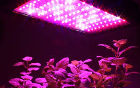 Discover the best fluorescent and led grow lights for all your indoor gardening needs: Consider These Things Before Buying Grow Lights Indoorgrowledlights Com