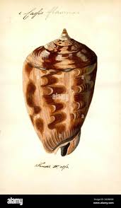 Image result for Isoglossa vulcanicola