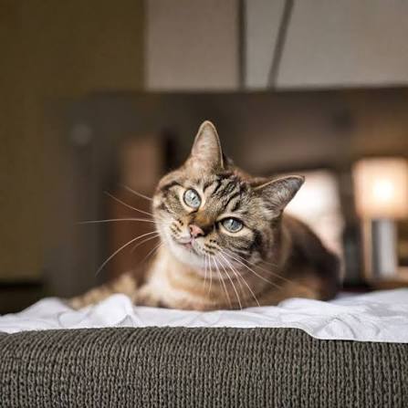 How Cats Communicate: Understanding Your Cat's Body Language and Behaviour  | National Animal Welfare Trust