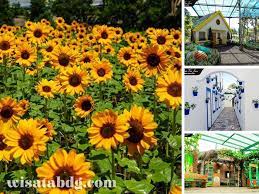 Yang menarik dari kebun bunga matahari sky garden adalah lokasinya yang berada di roofrop mall paris van java. Sunflower Festival Kebun Bunga Matahari Instagramable Di Paris Van Java Mall Bandung