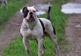Check spelling or type a new query. American Bulldog Wallpapers Top Free American Bulldog Backgrounds Wallpaperaccess
