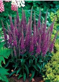 Veronica longifolia 'Eveline' shipped from Grower to your door