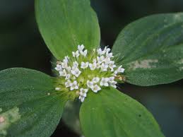 Image result for Mitracarpus