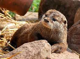 Eurasian Otter Otters Pet Birds Animals Beautiful