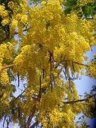 Friday Flowers Amaltas Travel Tales From India Blossom Trees Planting Flowers Flowers