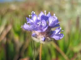 Image result for Commelina capitata