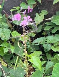Image result for Cleome houtteana
