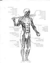 Basic Muscle Chart Free Download