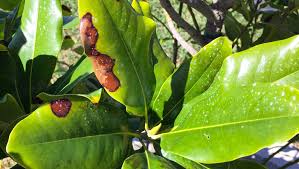 Maybe you would like to learn more about one of these? Spring Leaf Drop Is Entirely Natural For Magnolia Trees