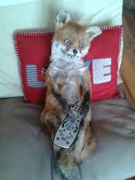 Inlägg om uppstoppade djur att illern har fått ett nytt hem och förmodat trevligt sällskap i form av mats och en som han sedan tidigare hade uppstoppad räv. Facebook