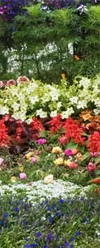 Is your ideal flower garden restrained and elegant, or cheeky and bold? Cottage Garden Plants And Ideas Nurseriesonline