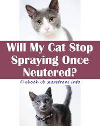 11 Tantalizing How Stop Cat Spraying In House Cat Spray Male Cat Spraying Cats