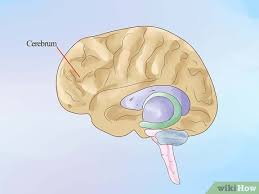 For other uses, see carmine. 3 Ways To Make A Brain Out Of Clay Wikihow