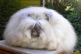 But the general effect of melanocyte failure due to aging is widespread among mammals. Animals With Majestic Hair